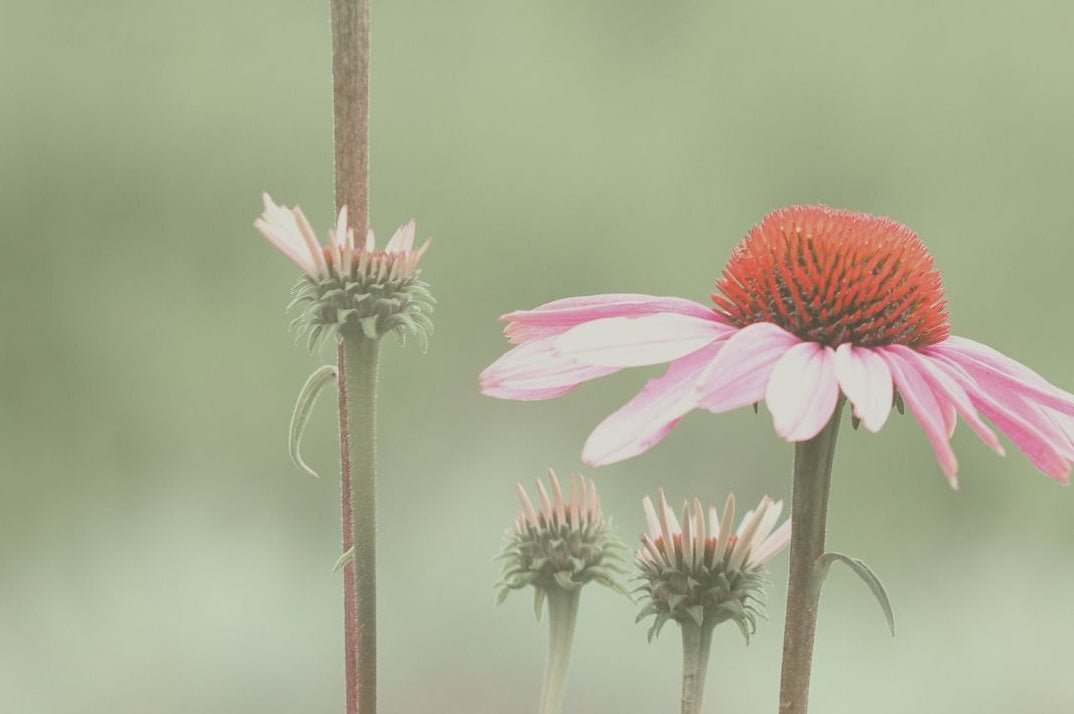 Strength in Beauty | The Power of Echinacea Stem Cells